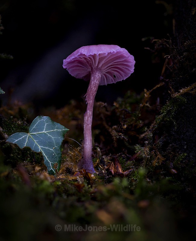 Amethyst deciever, Aberduna nature reserve - AUTUMN 2025 FUNGI/MUSHROOMS
