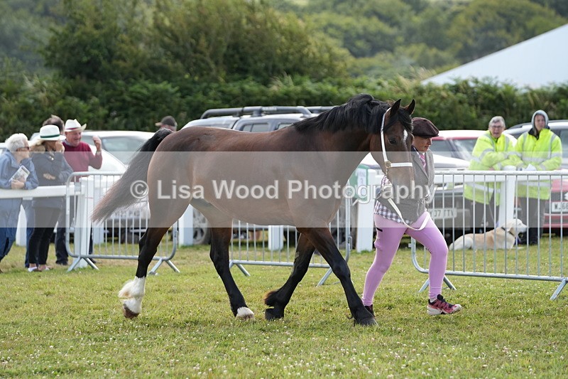 DSC05746 - Class 51: NPS M&M 4 years and over Large Breeds