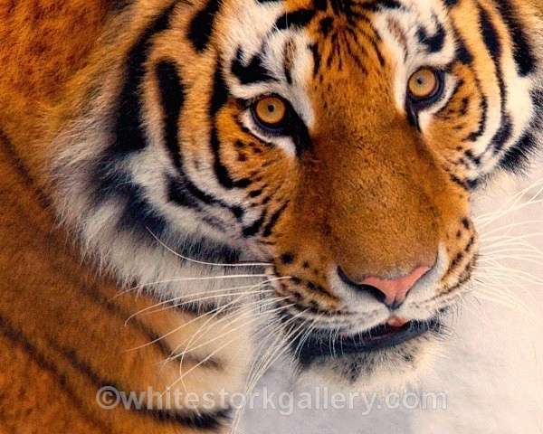 Siberian Snow Tiger - Wildlife and Animals