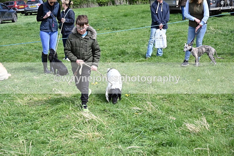 WJ6_9063 - Class 8 Best Working / Gun Dog or Bitch