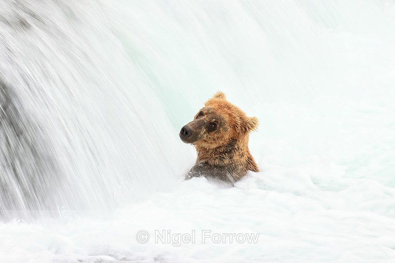 Brown Bear at bottom of Brooks Falls, Katmai NP, Alaska - Brown Bear