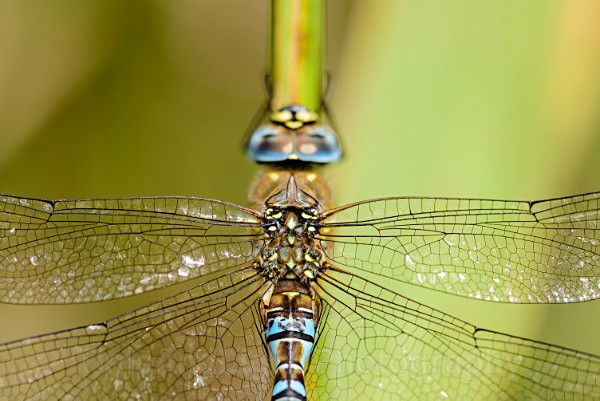 Male Migrant hawker - Dragonflies & Damselflies