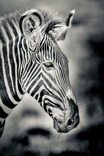 Grevy's, Zebra, Shaba, Kenya