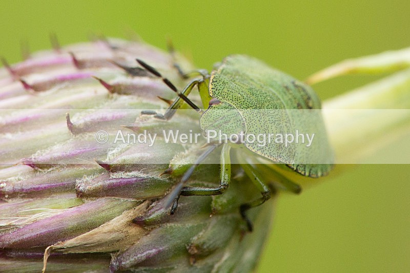 20130823-3K8A5593 - Insects