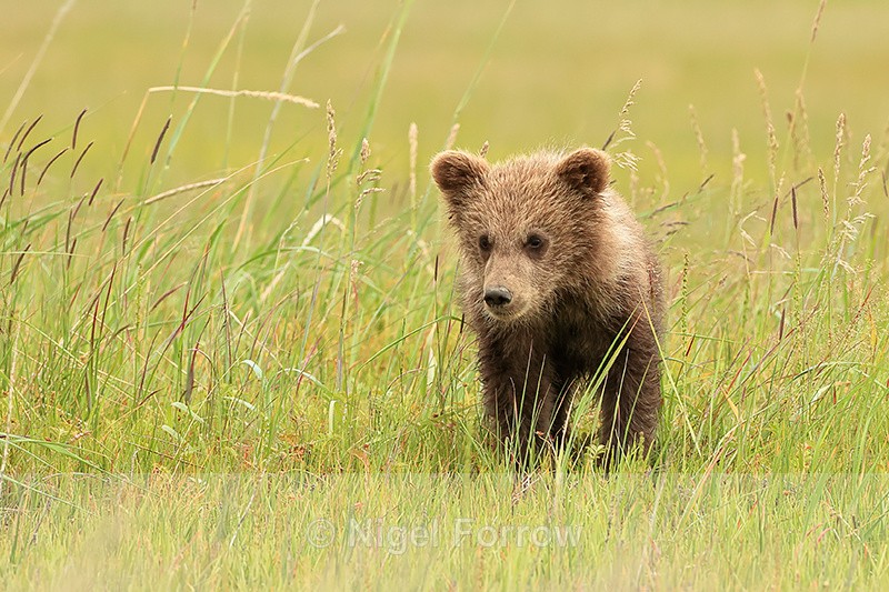 Brown Bear cub, Silver Salmon Creek, Alaska - Brown Bear