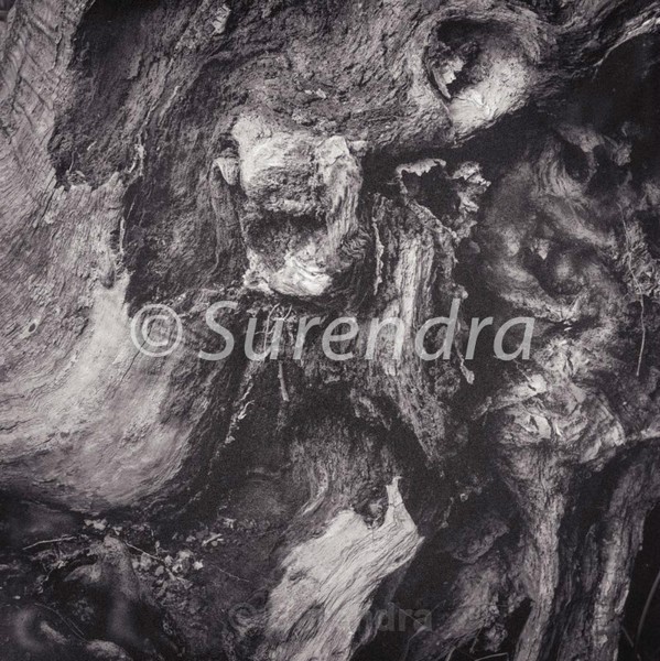 Bark # 17D - Bark Series 1 樹皮