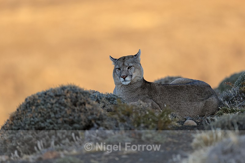 Puma Brissa resting, orange background, Torres del Paine, Chile - Puma