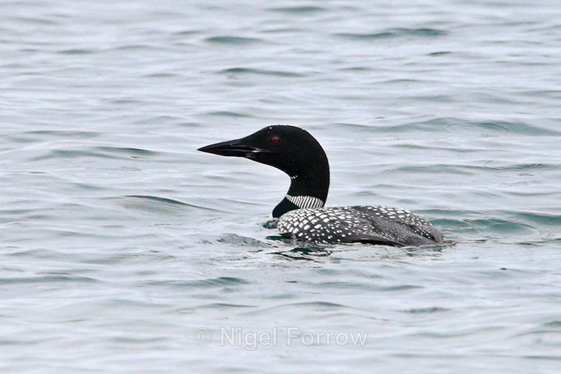 Great Northern Diver (breeding plumage) off Bishops Beach - Great Northern Diver