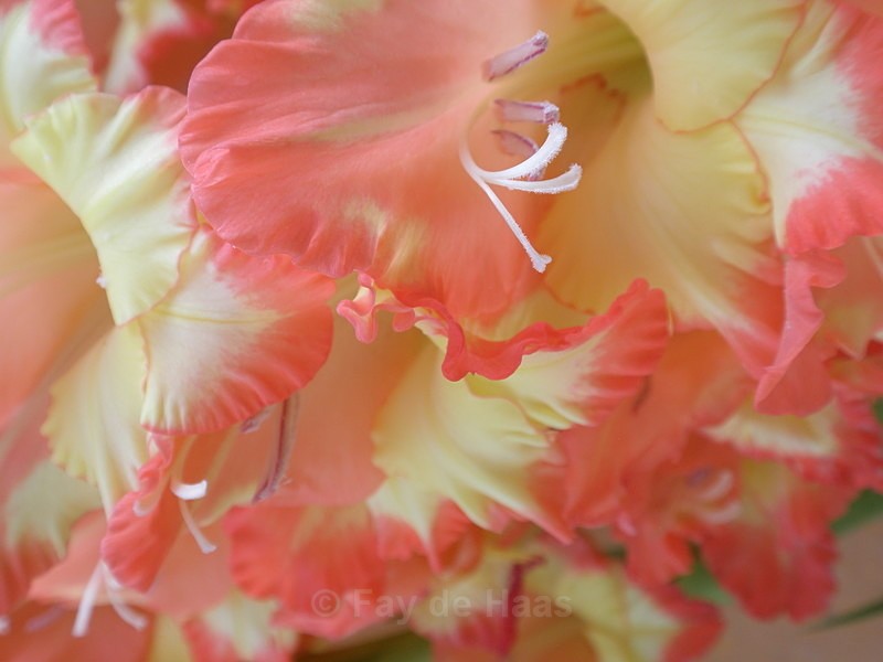  - The Glow of Summer