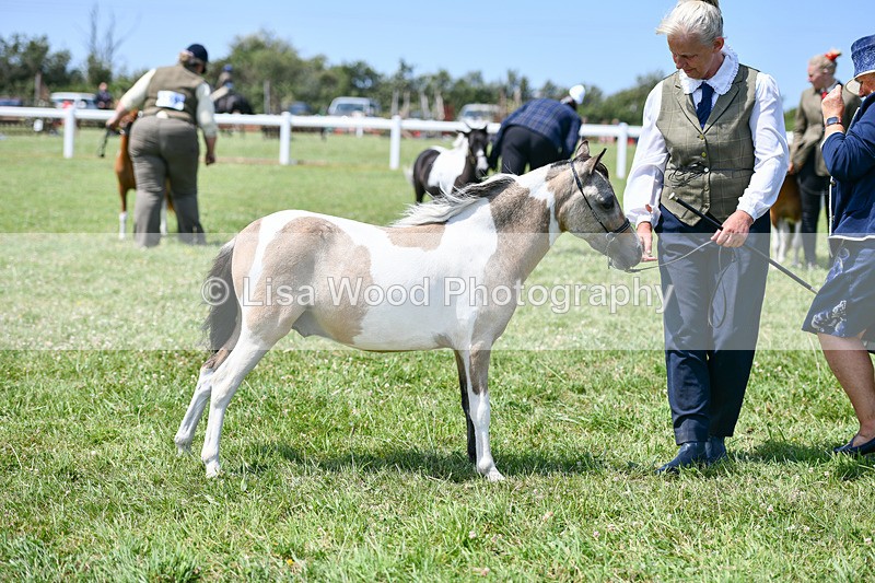 DSC_7410 - Class 62: Coloured Pony Youngstock