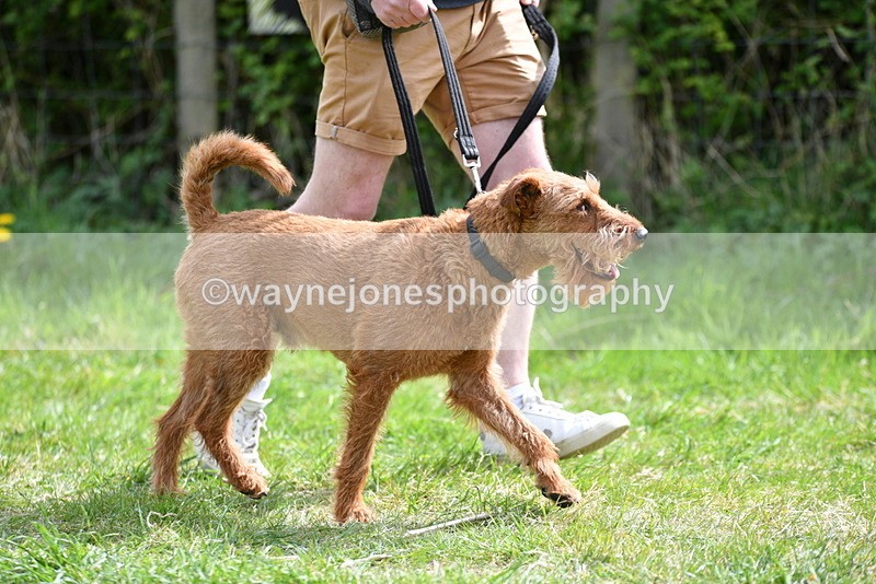 WJ5_9647 - Class 3 Most Handsome Dog