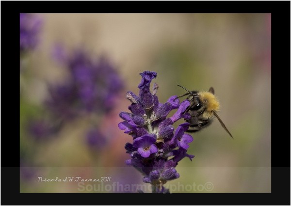 Honey Bee... - Invertebrate's Macro