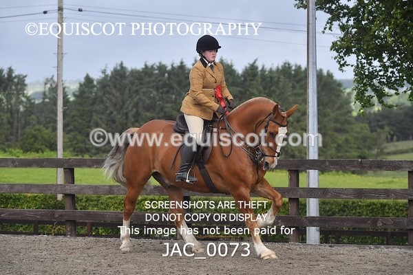 JAC_0073 - CLASS 3 Intermediate Working Hunter (0.70m - 0.85m)