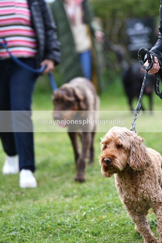 WJ5_9312 - Class 1 Best Cross Breed / Heniz 57