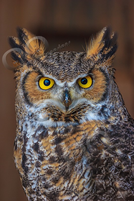 Great horned owl Bubo virginianus-3592 - Owls of the World
