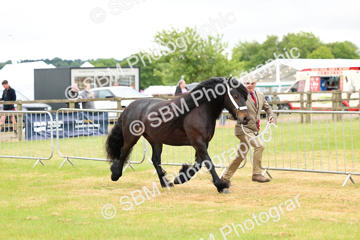 SBM_00596 - Class 58-67 - M&M Non Welsh Pony In hand