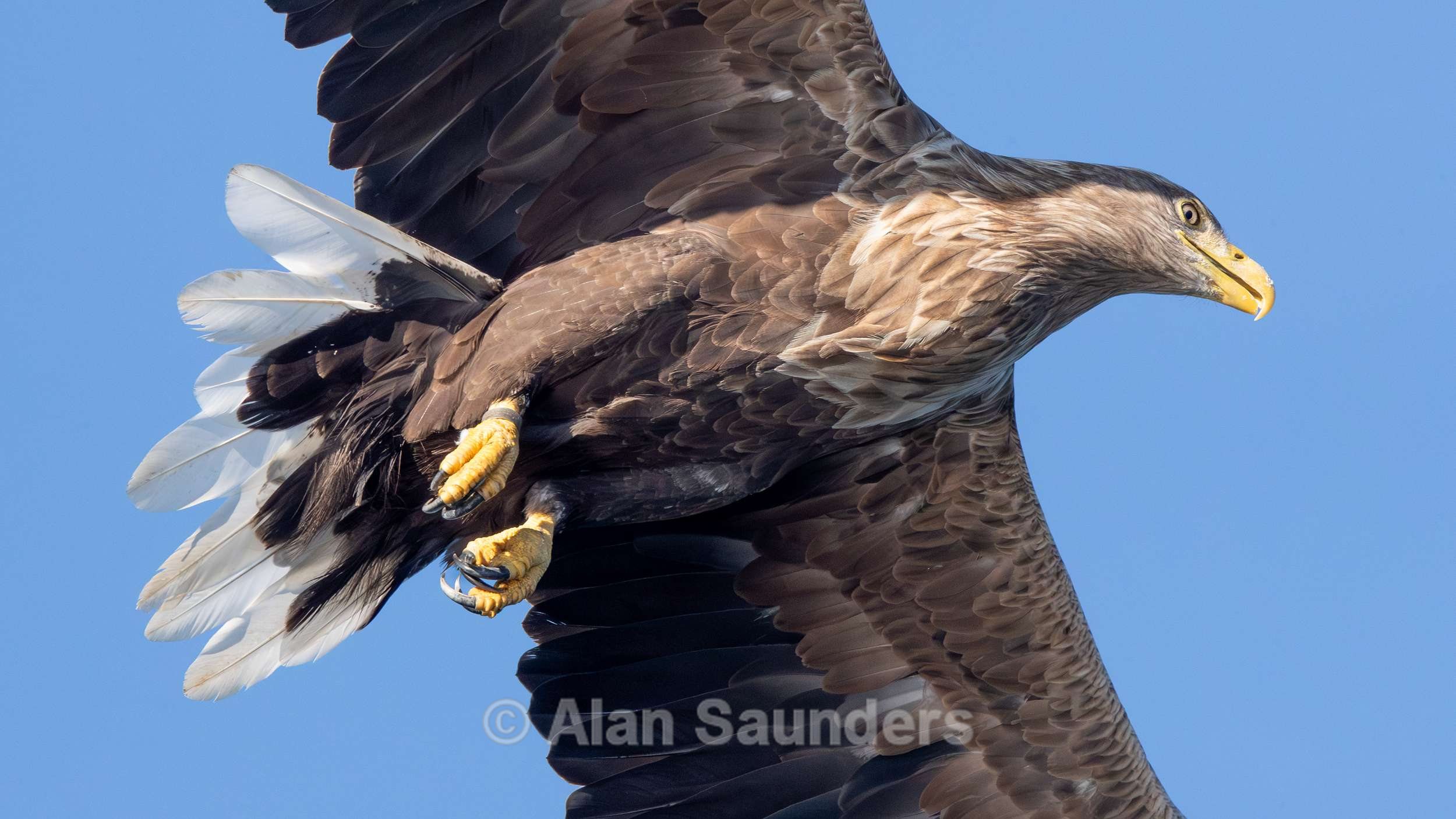 White Tailed Eagle 17