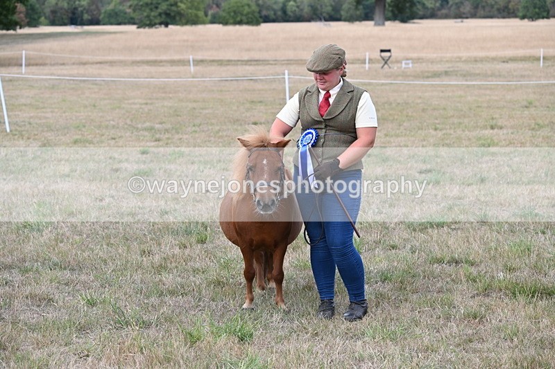 WJ6_7137 - Class 21 Shetland & Mini Horses