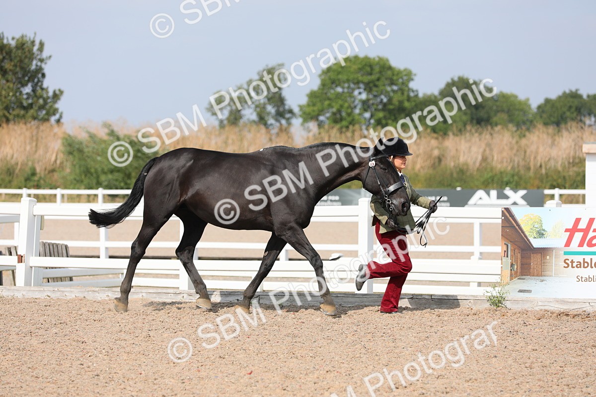 SBM_15716 - Class 312 IH Competition Horse/Pony
