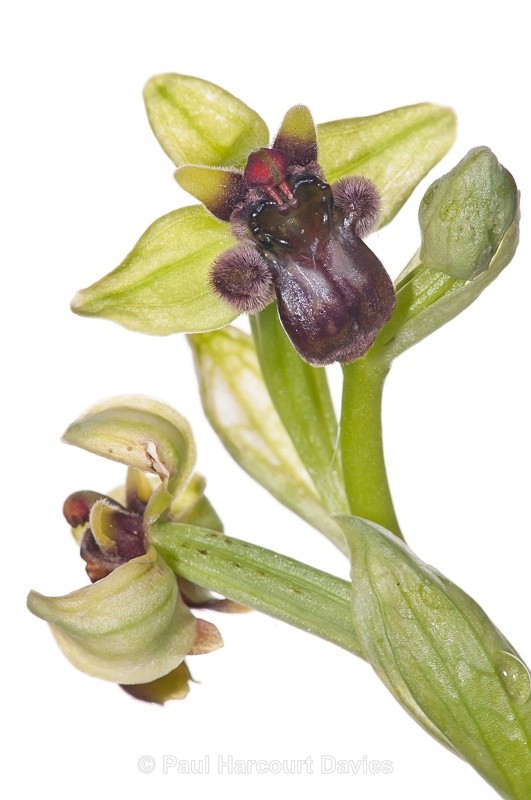  - WB: Orchids - Ophrys