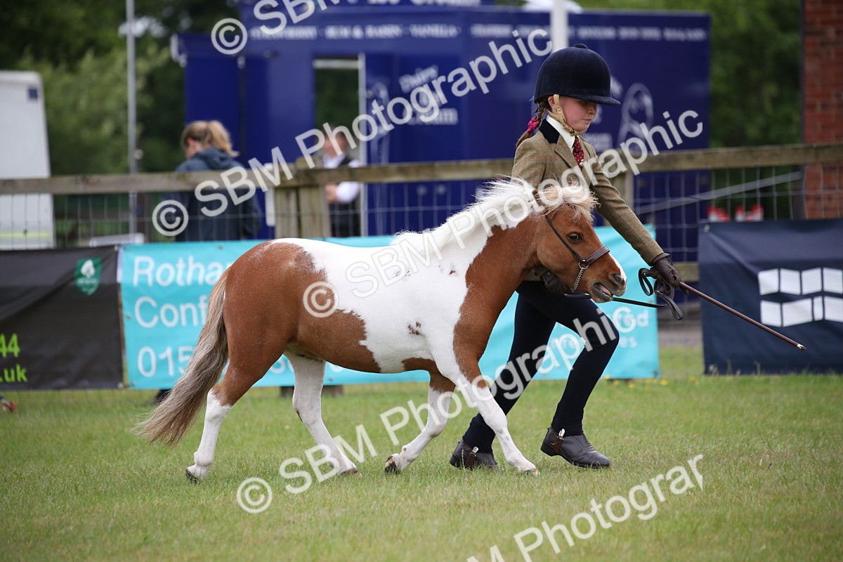SBM_03887 - Class 23-25 - British Miniature Horse of the Year