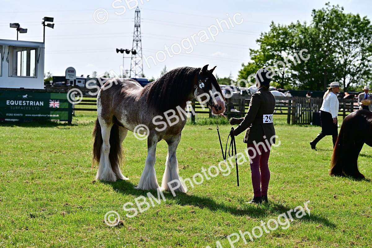 SBM_09478 - Class 63-65 - Traditional Gypsy Cobs In Hand & Ridden