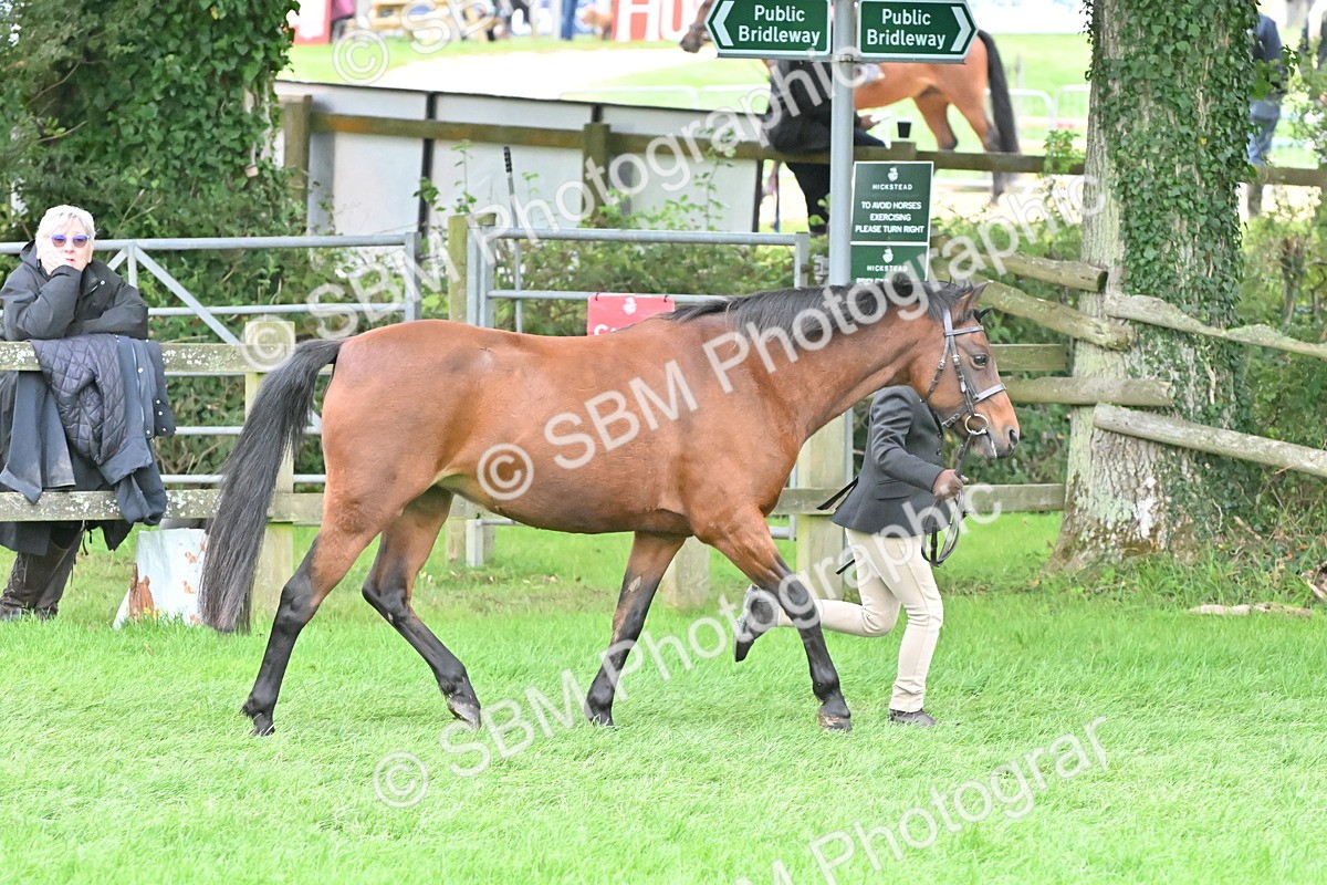 SBM_61000 - S48 - Mountain & Moorland In Hand Small Breeds