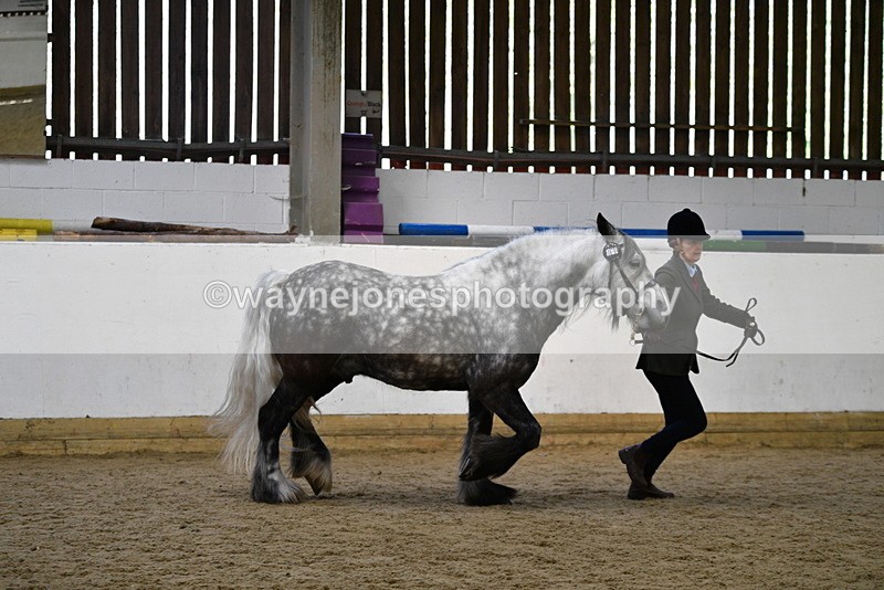 WJ5_5632 - Morning in hand Championship