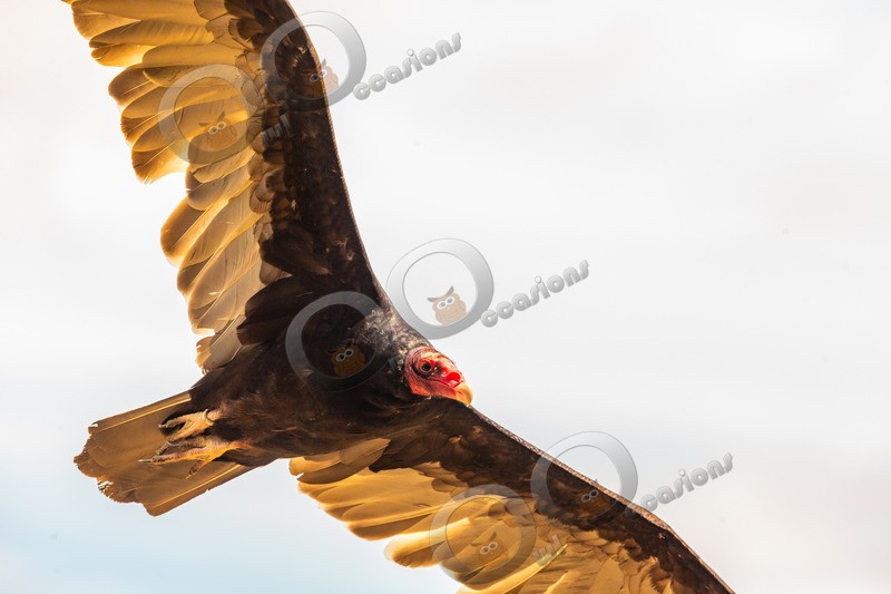 turkey vulture Cathartes aura-7900 - BoP from around the world