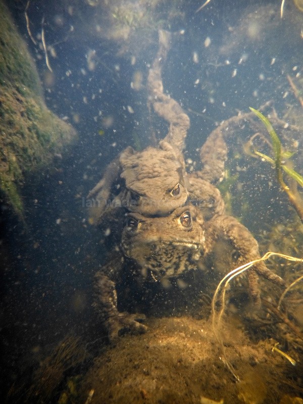 A male common toad in amplexus with the much larger female. Males ofte - Underwater Photography Bristol, Somerset and South West