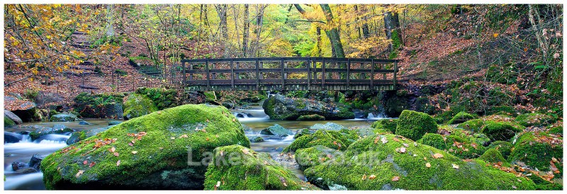 Stockghyll Wood - Ambleside