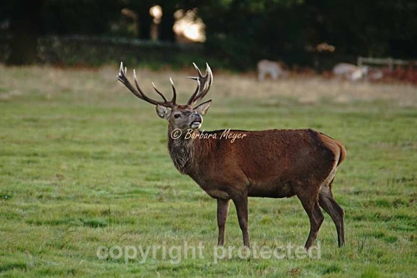 Red Deer stag - Bradgate Park - Bradgate Park