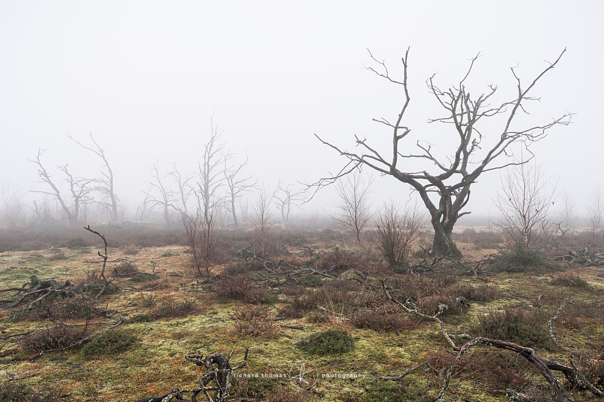  - Charred Mist