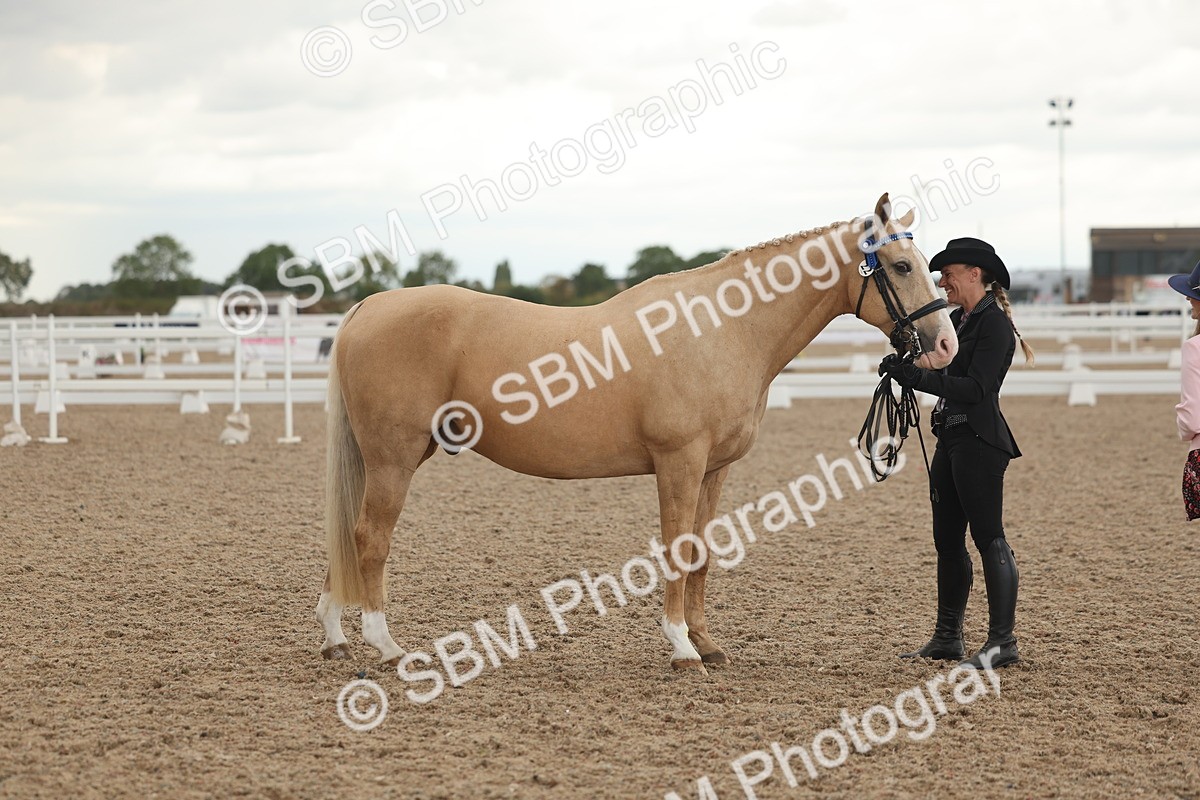 SBM_07665 - Class 26 - IH Foreign Breeds - Part Bred
