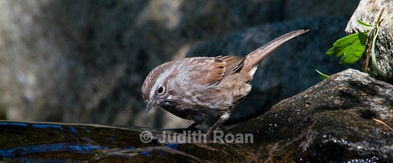 Song Sparrow - Backyard Bathing Birds