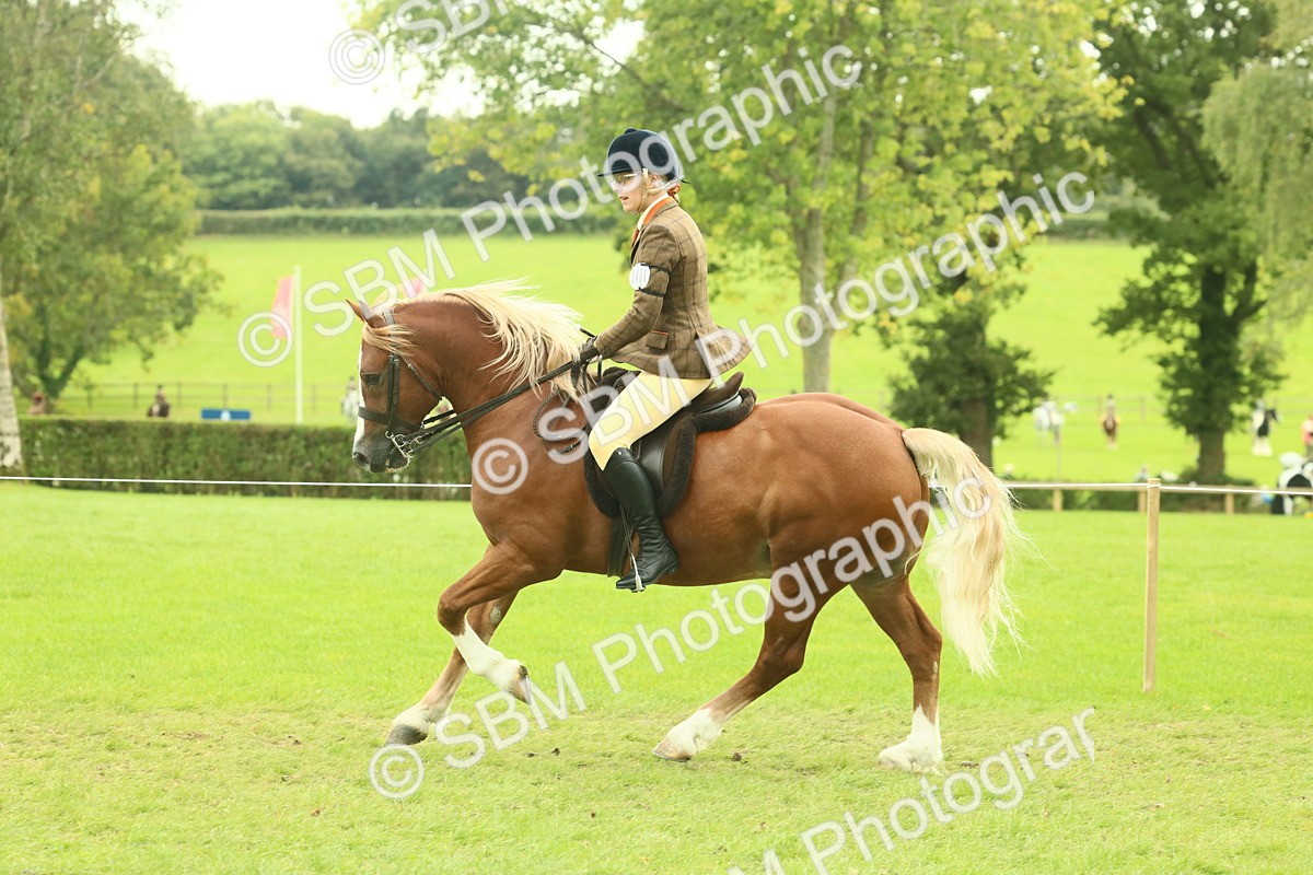 SBM_71963 - S60 - Mountain & Moorland Ridden Large Breeds