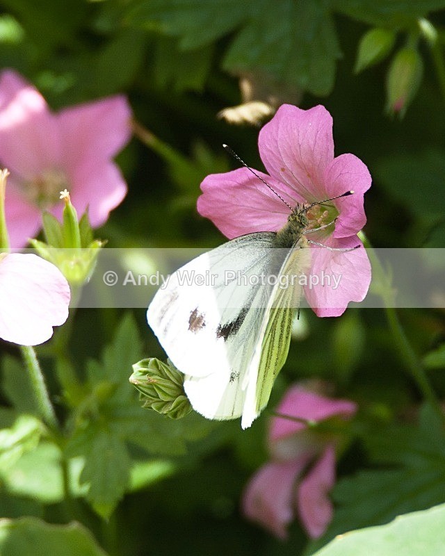 20080802-011 - Butterflies & Moths
