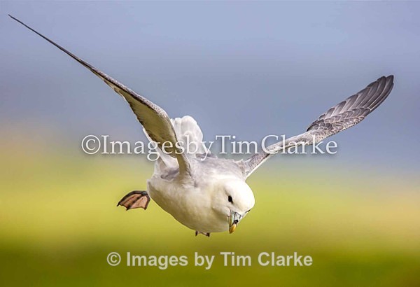 IMG_3710 - Wildlife