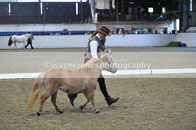 WJ5_3893 - Class 5 In Hand Veterans