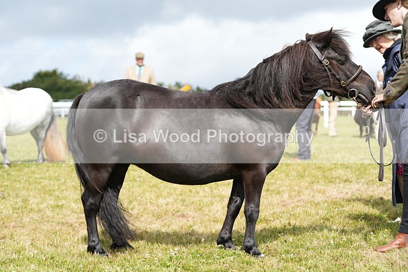 DSC05386 - Class 49: NPS Shetland 4 years and over