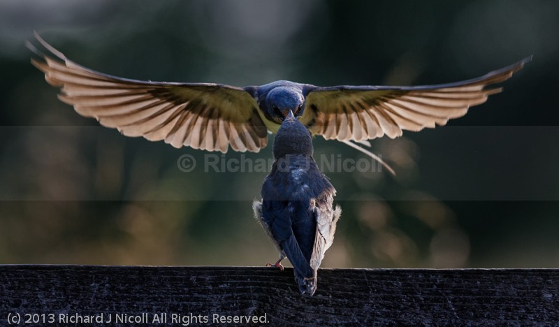 Swallow (Hirundo rustica) feeding juvenile - Swallow (Hirundo rustica)