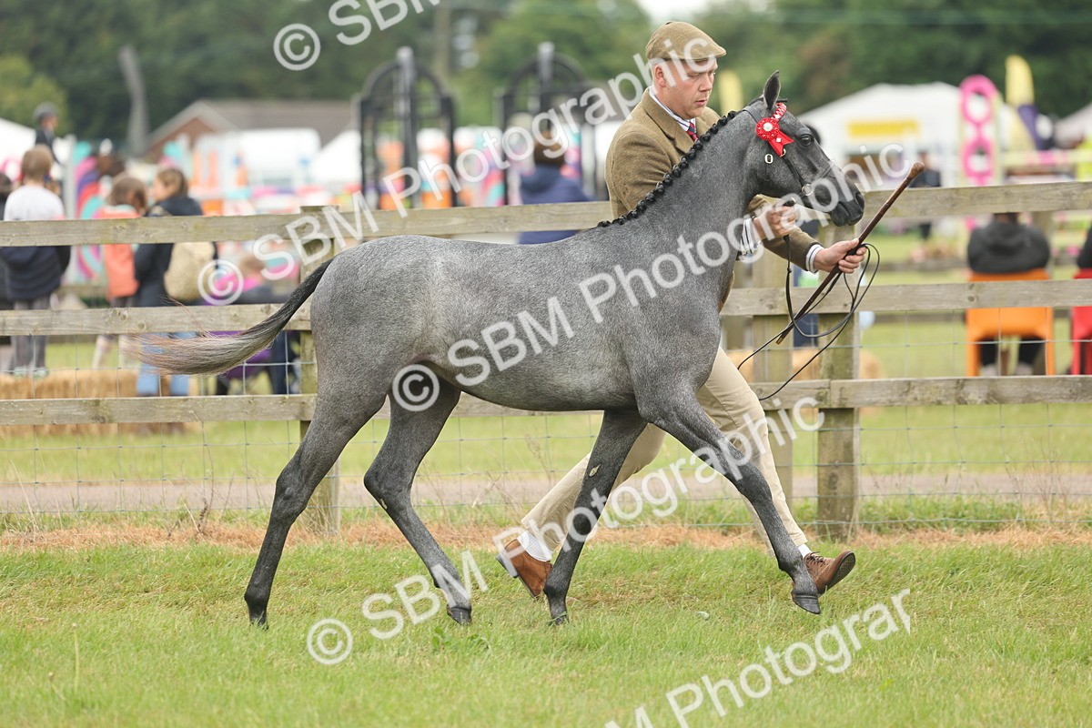 SBM_05353 - Class 68-73 - Riding Pony Breeding