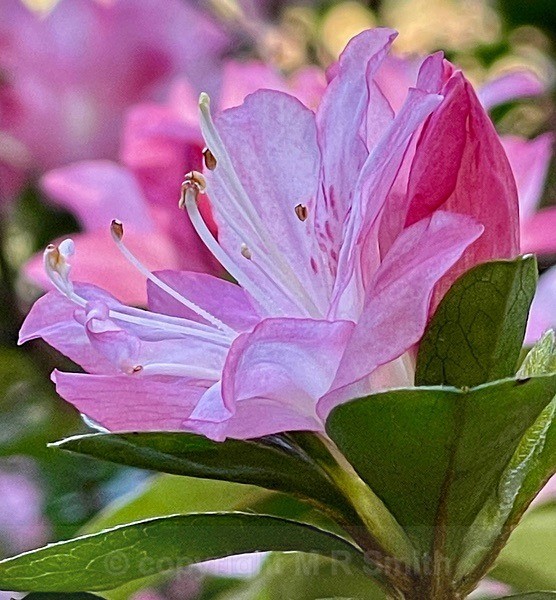 Macro Azalea - NEW GALLERY AS A SOUTH AFRICAN RESIDENT