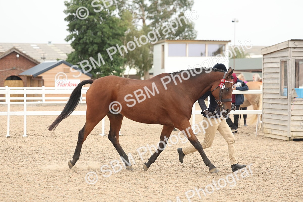 SBM_19795 - Class 318 - IH Part Bred Horse-Pony