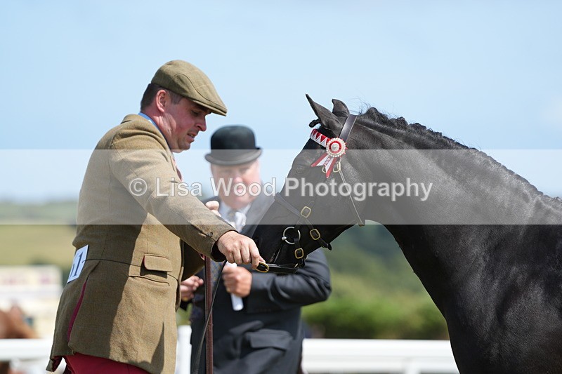DSC07380 - Class 69: NPS Show Pony 4 years and over