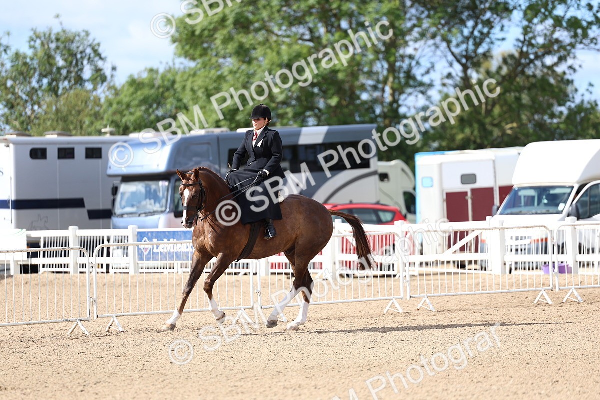 SBM_10802 - Class 305 - Ridden Foreign Breeds - Pure Bred