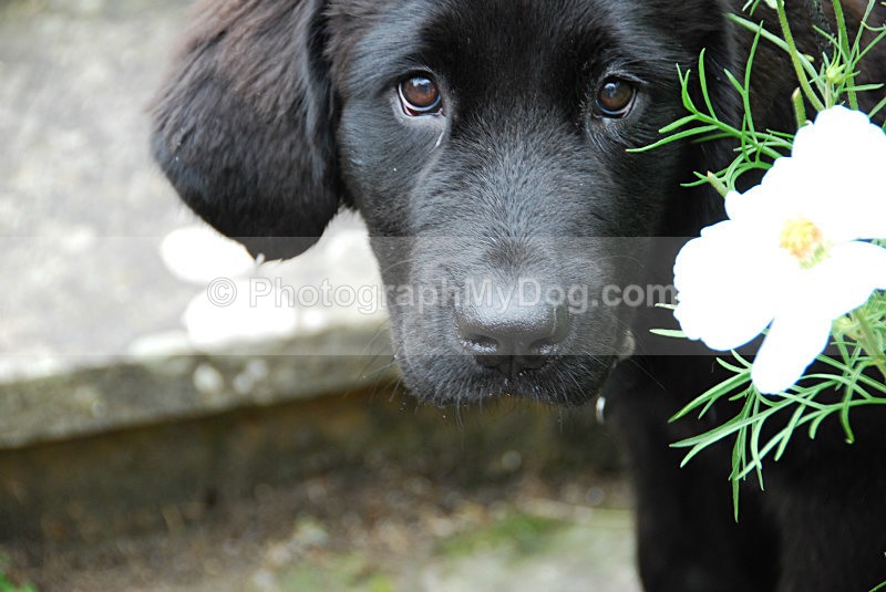  - Newfoundlands