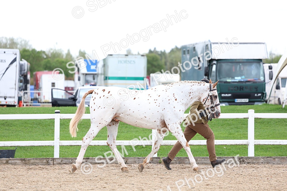 SBM_05052 - Class 27 - IH Competition Horse or Pony