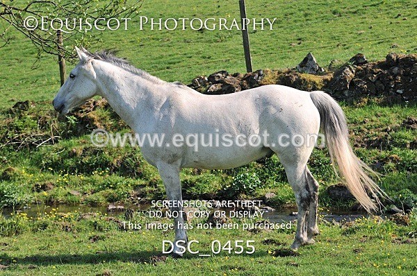 DSC_0455 - ARCHIVE REQUEST - Quincy and Guinness