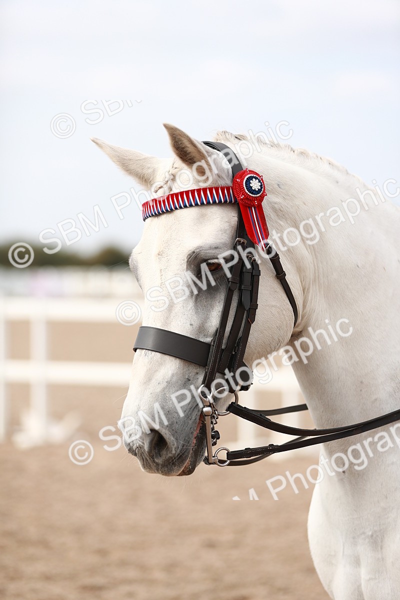 SBM_17549 - Class 215 Ridden Hack/ Riding Horse